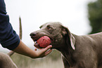 Weimaraner gibt Aus