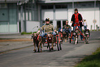 Dogcart fahren