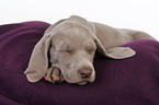 liegender Weimaraner Welpe