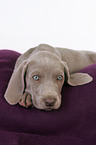 liegender Weimaraner Welpe