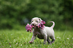 Weimaraner Welpe