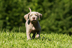 Weimaraner Welpe