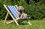 Weimaraner Welpe