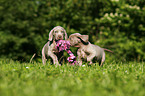 Weimaraner Welpen