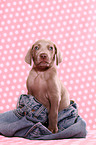 Weimaraner Welpe