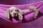 Weimaraner Welpe