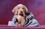 Weimaraner Welpe