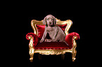 Weimaraner Welpe