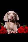 Weimaraner Welpe