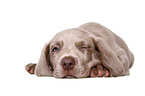 Weimaraner Welpe