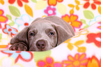 Weimaraner Welpe