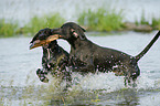 2 spielende Hunde