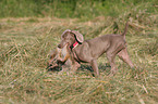 Weimaraner bei der Jagd