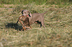 Weimaraner bei der Jagd