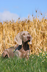 junger Weimaraner