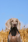 junger Weimaraner