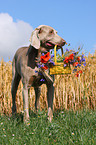 Weimaraner