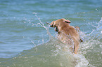 schwimmender Weimaraner