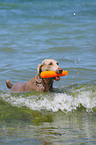 spielender Weimaraner