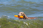 spielender Weimaraner