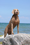 Weimaraner