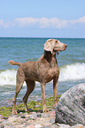 Weimaraner