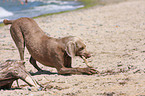 Weimaraner