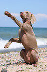 junger Weimaraner