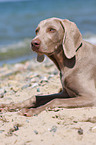 junger Weimaraner