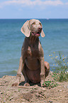 junger Weimaraner