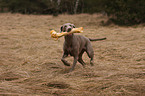 Weimaraner mit Knochen