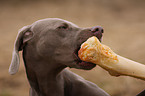 Weimaraner mit Knochen