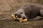 Weimaraner mit Knochen