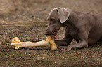 Weimaraner mit Knochen