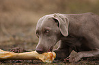 Weimaraner mit Knochen