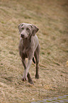 laufender Weimaraner