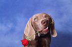 Weimaraner Portrait