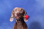 Weimaraner Portrait