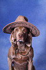 Weimaraner Portrait