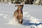 Weimaraner im Schnee