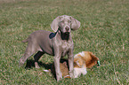 Kurzhaarweimaraner Welpe