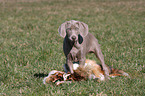 Kurzhaarweimaraner Welpe