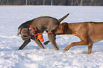 spielende Hunde