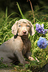 Weimaraner Welpe