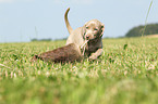 Weimaraner Welpe