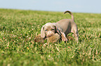 Weimaraner Welpe