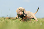 Weimaraner Welpe