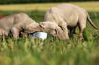 Weimaraner Welpen