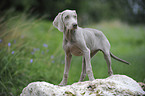 junger Kurzhaarweimaraner