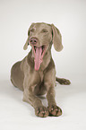 liegender Kurzhaarweimaraner